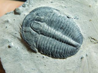 A Perfect 100 Natural Cambrian Era Elrathia Trilobite Fossil From Utah 126gr E