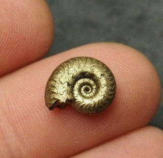 13mm Ammonite Pyrite Mineral Fossil Fossilien Ammoniten France