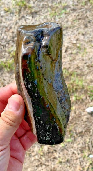 Texas Petrified Oak Wood Branch Piece River Polished Natural Uncut Fossil