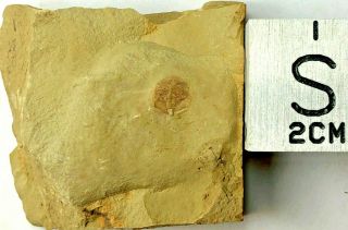 Naraoia Sp.  Arthropod Fossil – Chengjiang Biota – Lower Cambrian,  China