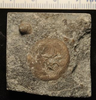 Fossil Edrioasteroid - Belochthus Orthokolus From Ontario 6