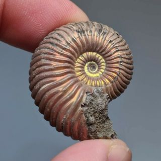 3,  2 Cm (1,  3 In) Ammonite Shell Quenstedtoceras Jurassic Pyrite Russia Fossil