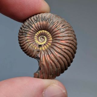 3,  2 cm (1,  3 in) Ammonite shell Quenstedtoceras jurassic pyrite Russia fossil 2