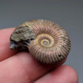 3,  2 cm (1,  3 in) Ammonite shell Quenstedtoceras jurassic pyrite Russia fossil 3
