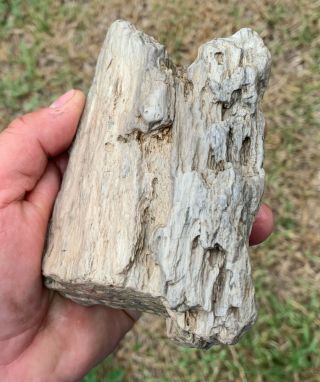 Texas Petrified Wood Tree Pocket Rot Bug Worm Holes Natural Fossil