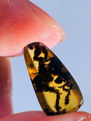 0.  61g Unique Unknown Plant Burmite Myanmar Amber Insect Fossil From Dinosaur Age