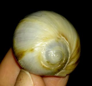 Sea Shell Fossil,  Gastropoda Naticidae From Java,  Indonesia,  30mm