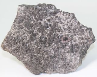 Trilobite,  Agnostus Pisiformis,  Cambrian,  Haellekis,  Kinnekulle,  Sweden - Eb7474