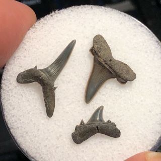 04 Mc) 3 Eocene Fossil Shark Teeth From Muddy Creek,  Virginia.  Nanjemoy Fm