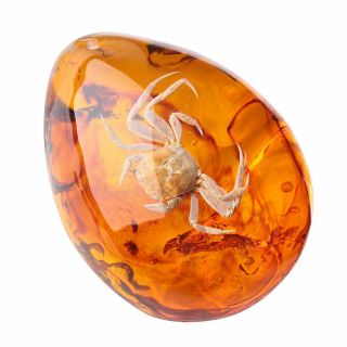 Larvae Fossil Crab Inclusion In Natural Baltic Amber Gemstone Man - Made Gifts