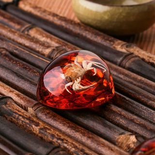 Larvae Fossil crab Inclusion in Natural Baltic Amber GemStone Man - made gifts 3
