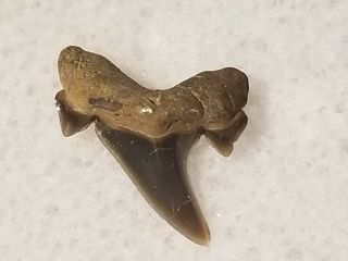 70 Wt / Fossil Shark Tooth Cretaceous Spillway Waco Texas.  Wolf Fam.  Coll.