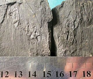 Finely Preserved Double Ampyx Linleyensis,  With Spines - Ordovician,  Shropshire