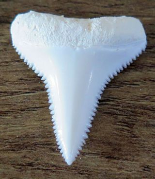 1.  259 " Lower Nature Modern Great White Shark Tooth (teeth)