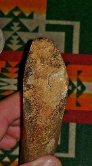 Red Fossilized Whale Rib Miocene Bakersfield Mineralized One of a Kind 3
