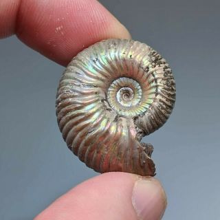 3 Cm (1,  2 In) Ammonite Shell Eboraciceras Jurassic Pyrite Russia Fossil