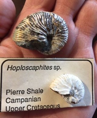 2 Ammonites Hoploscaphites South Dakota Pierre Shale Cretaceous