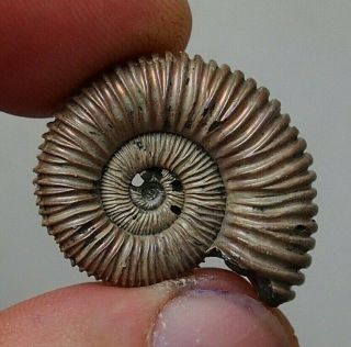 28mm Peltoceras Sp.  Pyrite Ammonite Fossils Callovian Fossilien Russia