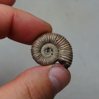 28mm Peltoceras sp.  Pyrite Ammonite Fossils Callovian Fossilien Russia 2
