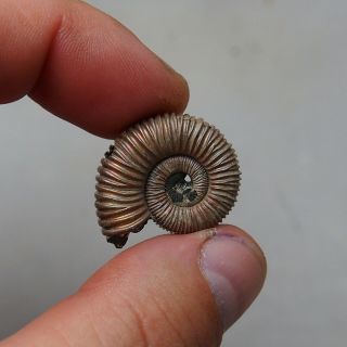 28mm Peltoceras sp.  Pyrite Ammonite Fossils Callovian Fossilien Russia 3
