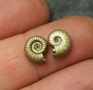 2x Ammonite 11mm Pyrite Mineral Fossil Fossilien Ammoniten France