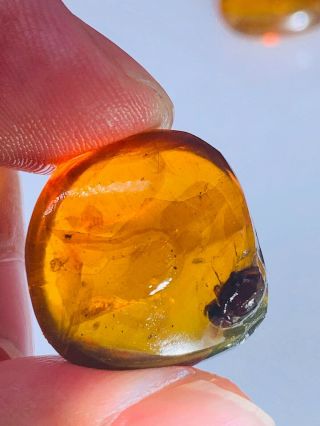 2.  24g Unknown Beetle Burmite Myanmar Burmese Amber Insect Fossil Dinosaur Age