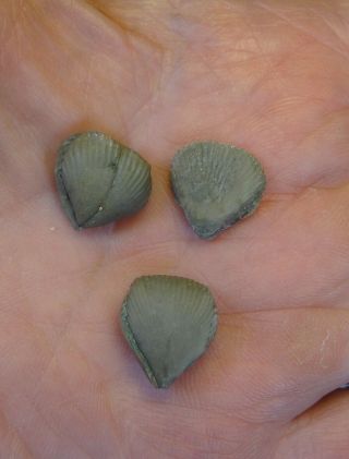Brachiopods - Silurian Period - Three 3 - D Hemitoechia Perryvillensis - 3hp1