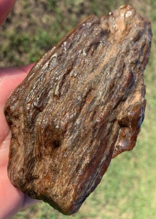 Texas Petrified Wood Agatized Agate Palm Pocket Rot Log Branch