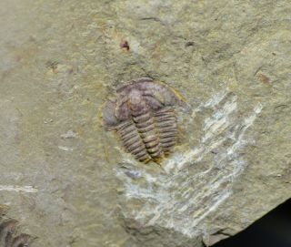 Tiny Meraspid Eoredlichia Trilobite Fossil Early Cambrian Chengjiang Biota