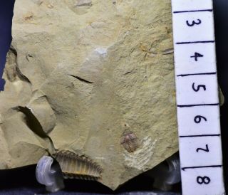 Tiny Meraspid Eoredlichia Trilobite Fossil Early Cambrian Chengjiang Biota 2