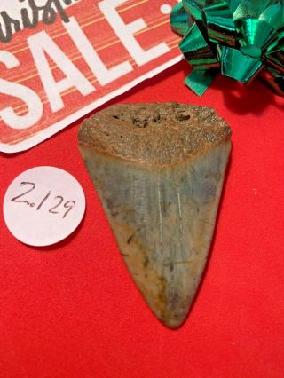 Great White Shark Tooth 2.  129 Inch Huge Apex Artifacts No Resto