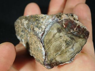 A Polished Petrified Wood Fossil From The Circle Cliffs In Utah 144gr