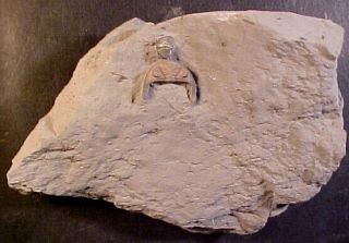 Greenops Widderensis Trilobite,  Devonian From Ontario,  Canada