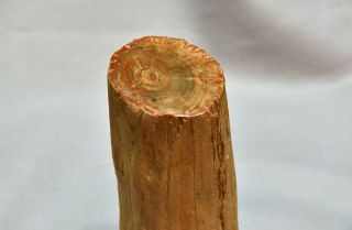 Piece Of Petrified Wood,  3.  5 "