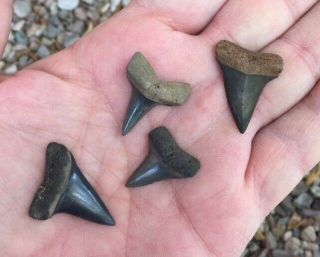 4 Extinct Mako Fossil Shark Tooth Teeth Isurus Florida