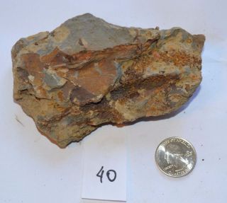 Huge Fossil With Brachiopods & Graptolites Prints (40,  23 F)