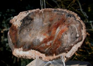 Sis: Ultra - Rare Burmese 3.  75 " Petrified Wood Round From Myanmar - Rich Mahogany
