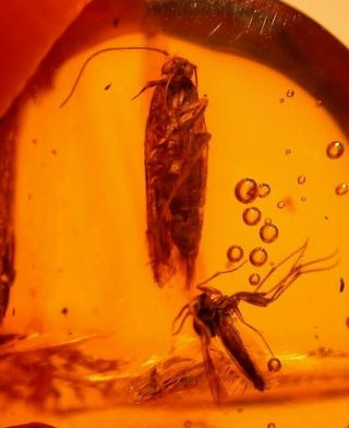 Lepidopteran Moth With Fly In Authentic Dominican Amber Fossil