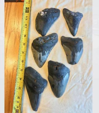 Authentic Assorted Large Megalodon Teeth - Found Off Coast Of Nc