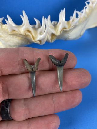 2 Fossilized 1 1/4 Inch Sand Tiger Shark Teeth From Venice Florida
