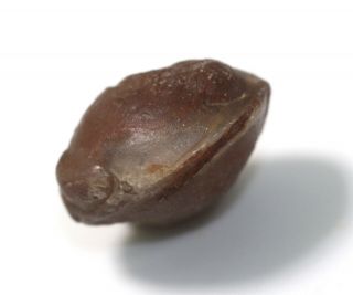 Trilobite,  Nileus Armadillo,  Ordovician,  Haellekies,  Sweden - Eb7434
