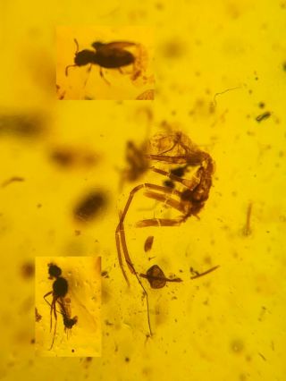 Unknown Bug&beetle&fly Burmite Myanmar Burmese Amber Insect Fossil Dinosaur Age