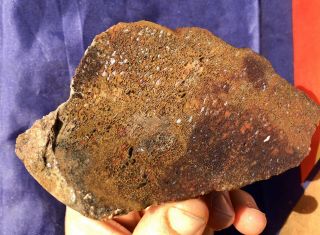 Reilly’s Rocks: Top Quality Dinosaur Bone Slab Jurassic,  Utah,  1.  25 Lb