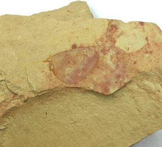 Isoxys Minor – Chengjiang Biota – Lower Cambrian Arthropod Fossil