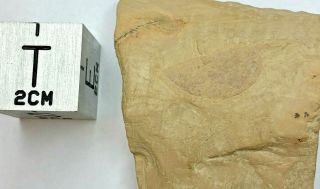 Isoxys Curvirostratus – Chengjiang Biota – Lower Cambrian Arthropod Fossil