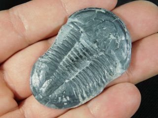 A Big 100 Natural Asaphiscus Wheeleri Trilobite Fossil Found In Utah 4.  6 E