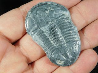 A BIG 100 Natural Asaphiscus Wheeleri Trilobite Fossil Found in Utah 4.  6 e 2