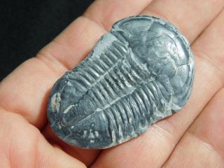 A BIG 100 Natural Asaphiscus Wheeleri Trilobite Fossil Found in Utah 4.  6 e 3