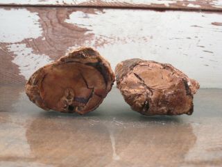 Petrified Limb Cast Natural Solid Agate Fossil [2] 1lbs 0oz {t1517i}