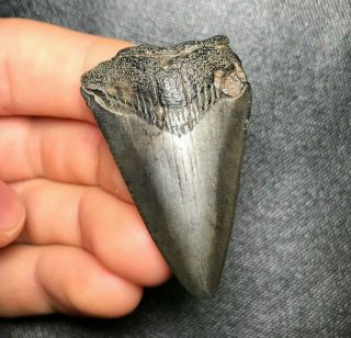 1.  79 " Angustidens Shark Tooth Teeth Fossil Sharks Necklace Megalodon Meg